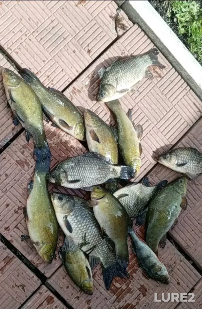 Crucian carp, Perch — Vіnnitska oblast, May 24, 2025, 10:23 AM