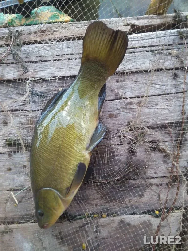 Crucian carp, Pike — Vitebskaya oblast, Gorodokskiy rayon, Sep 25, 2024