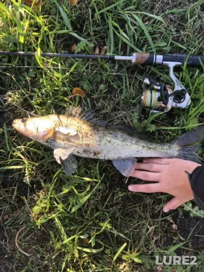 Perch, Pike — Losvido, Sep 29, 2024