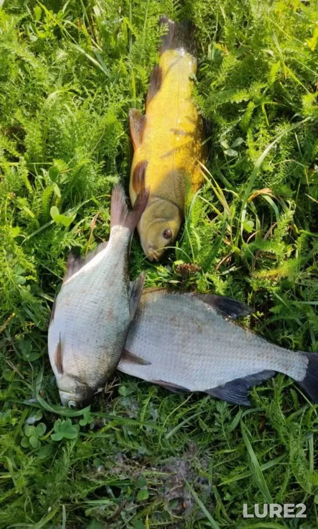 Bream, Tench — Psyol, Aug 10, 2024, 11:08 AM