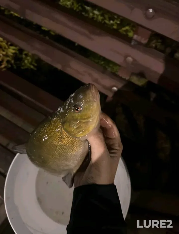 Perch, Pike — Usysa, Nov 02, 2024