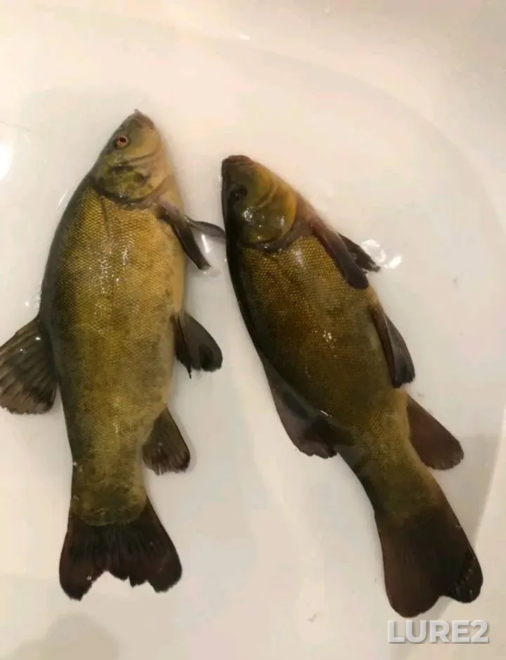 Tench — Poltavska oblast, Aug 23, 2025, 8:13 PM