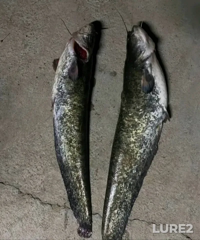 Carp — Rogachyovka, Apr 12, 2023