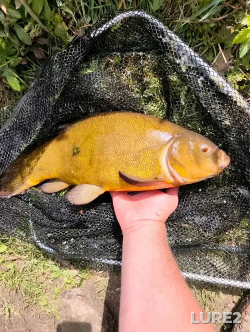 Perch — Lukomlskoye, Nov 11, 2024