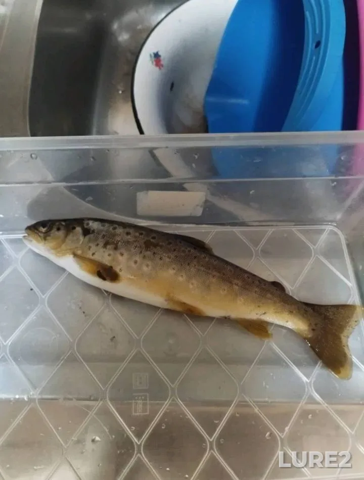 Perch, Pike — Randovka, Nov 10, 2024