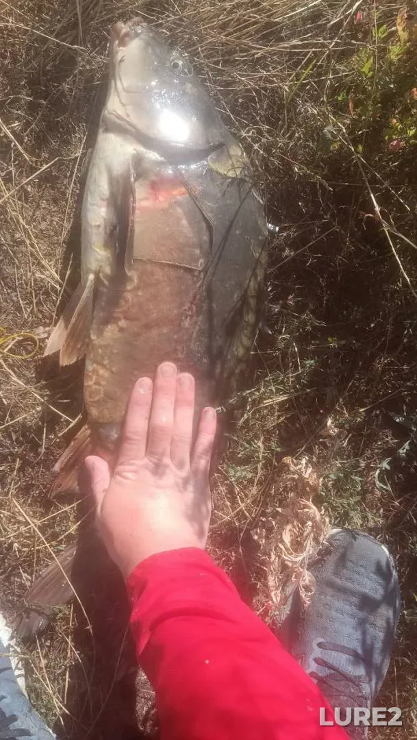 Perch, Pike — Mukhavets, Nov 13, 2024