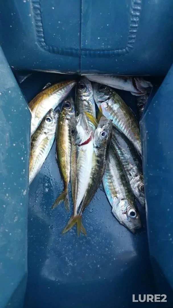 Bream — Tsnyanskoye, Sep 04, 2024, 7:47 PM