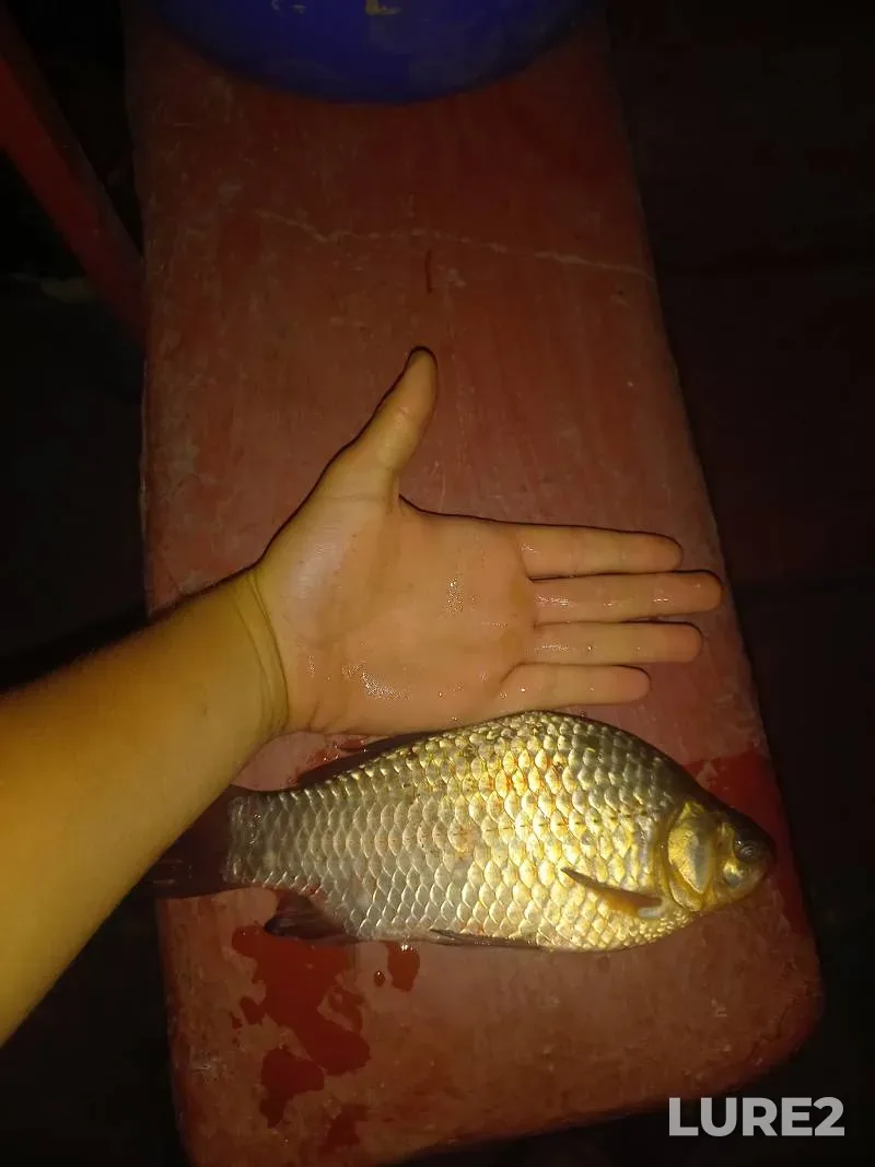Crucian carp — Sumska oblast, Aug 21, 2025, 8:35 PM