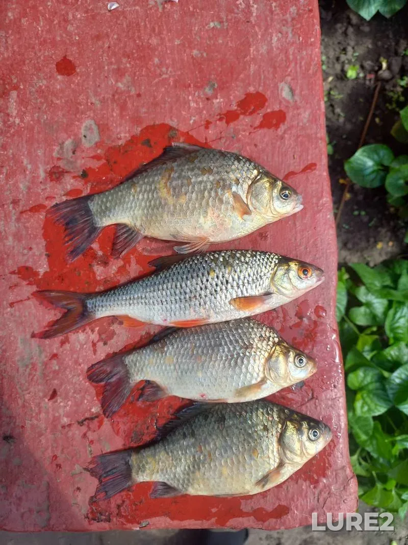 Crucian carp, Roach — Sumska oblast, May 24, 2025, 2:34 PM
