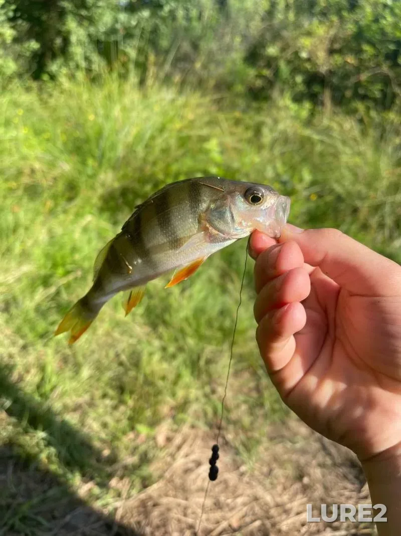 Bream — Sluch, Feb 16, 2025