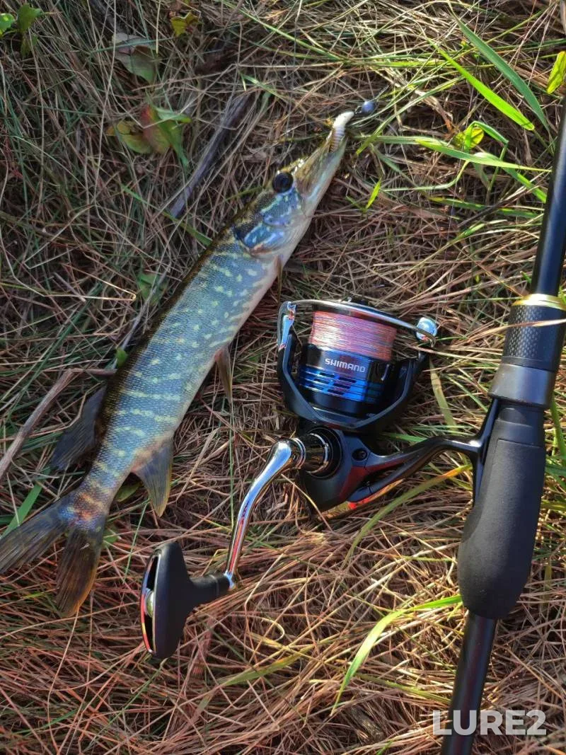 Perch, Pike — Bychok, Nov 25, 2020
