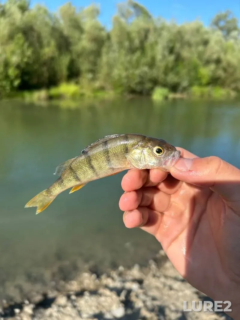 Perch — Seret, Jul 27, 2024, 1:44 PM