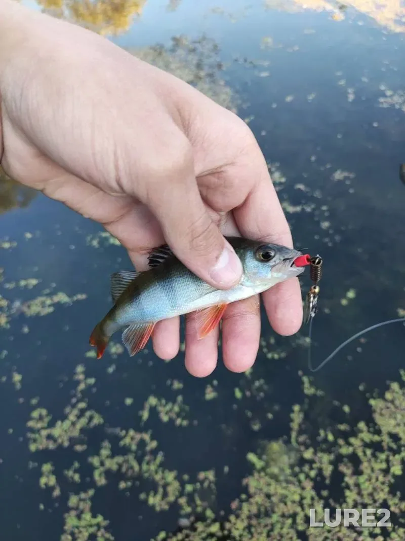 Perch — Poltavska oblast, Jul 31, 2024, 4:41 PM