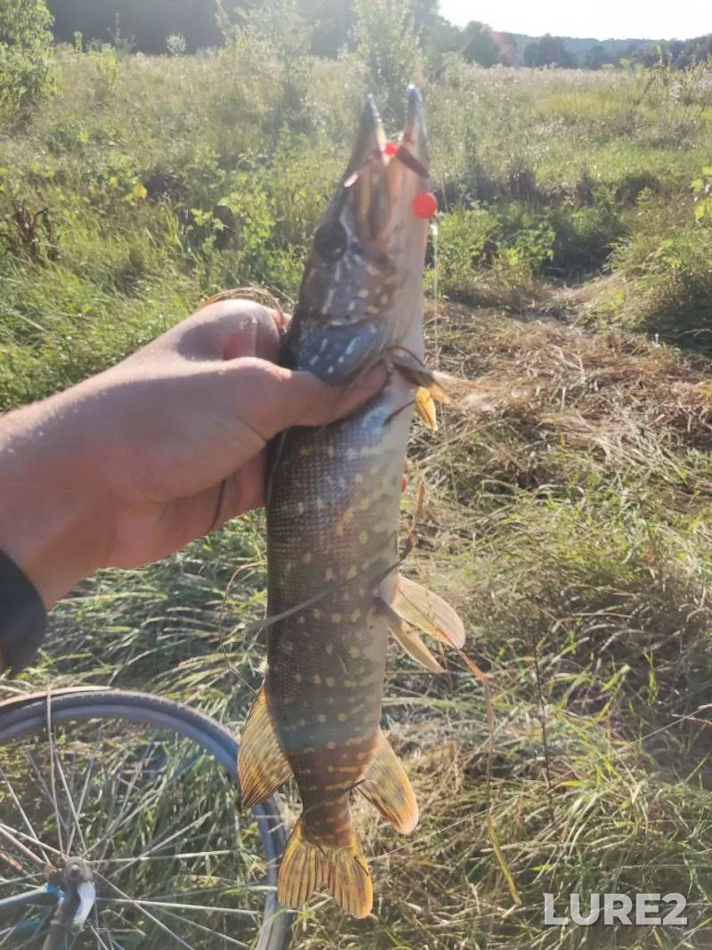 Pike — Svinkovka, Jul 31, 2024, 3:13 PM