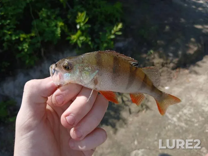 Perch, Zander — Lesnaya, Jan 16, 2025