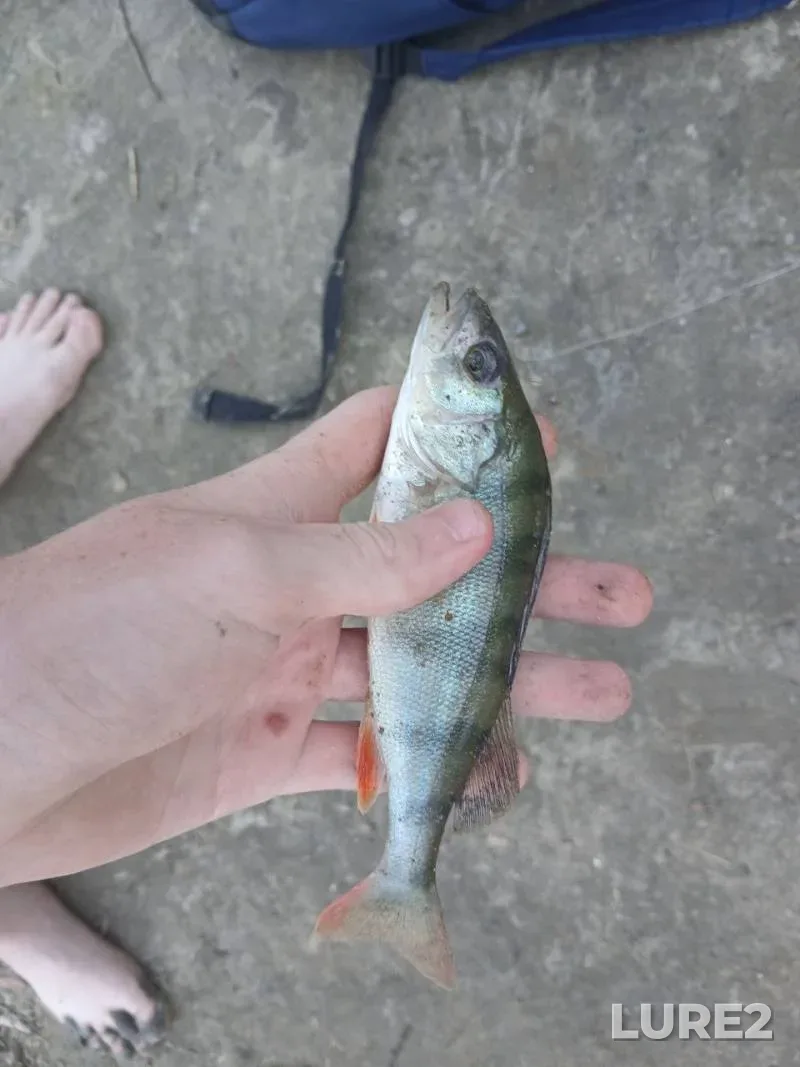 Perch — Desna, Jul 29, 2024, 5:50 PM