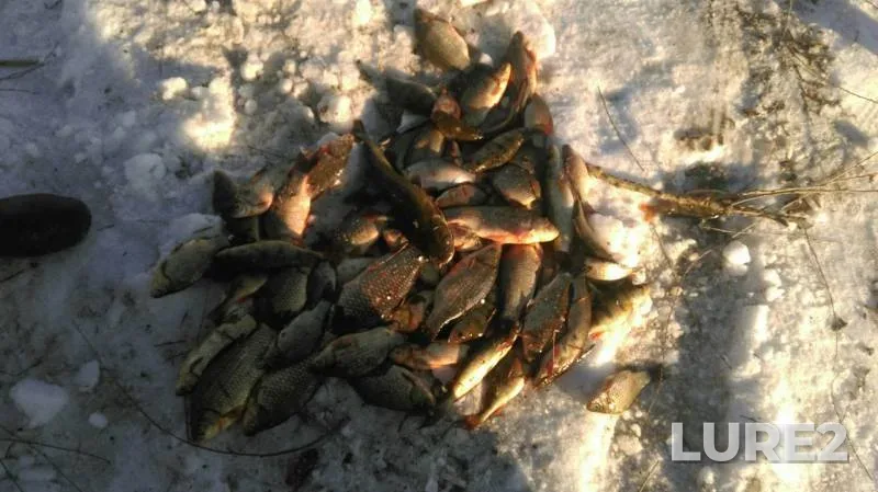 Crucian carp, Perch — yerik Skupoy, Feb 02, 2018