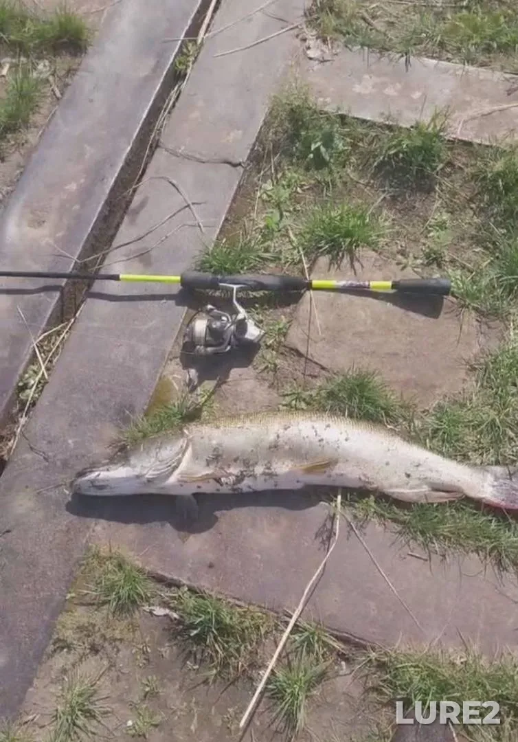 Carp — Belgorodskaya oblast, Nov 01, 2020