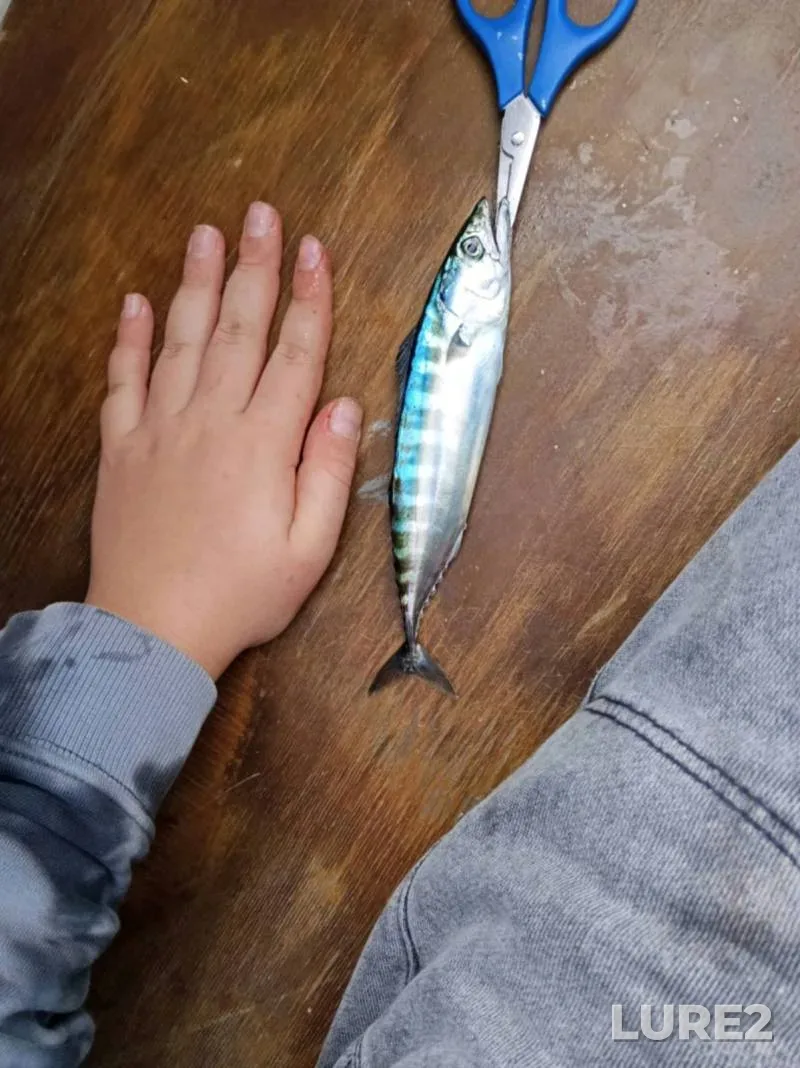 Bream — Iliya, May 15, 2021