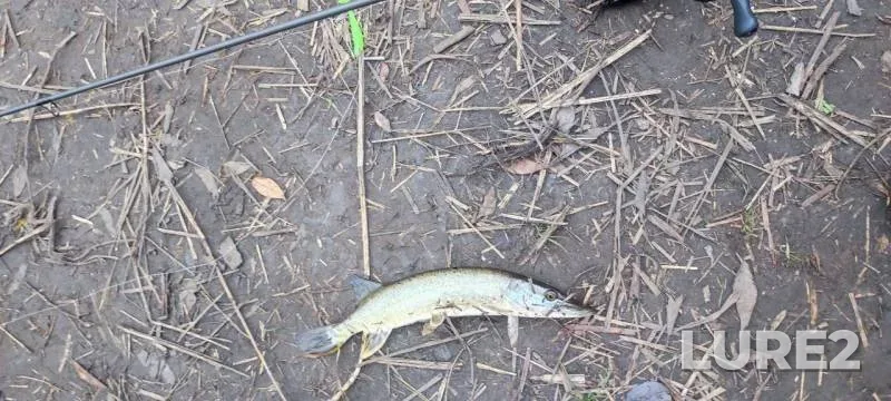 Pike — Sumska oblast, Oct 25, 2025, 12:27 PM