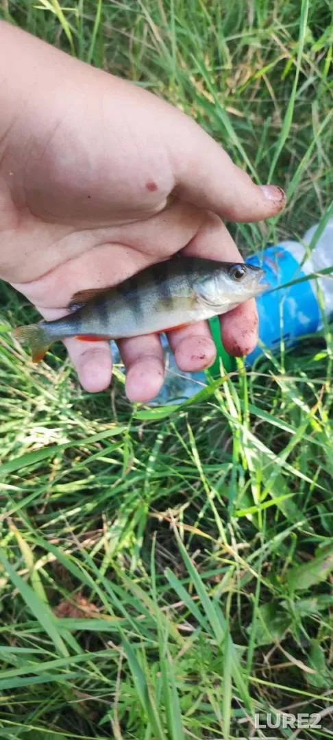 Perch, Roach — Kharkіvska oblast, Apr 26, 2025, 1:23 PM