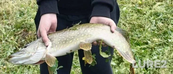 Pike — Kharkіvska oblast, Apr 26, 2025, 12:32 PM