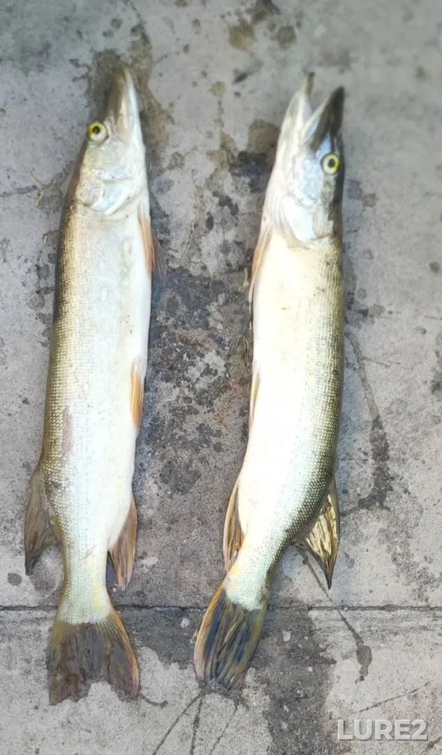 Tench — Zhigalka, Aug 17, 2019
