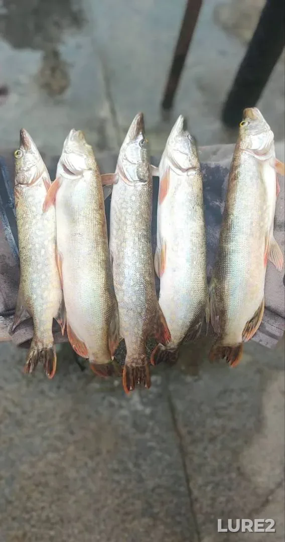 Perch, White bream — Neman, Feb 07, 2020