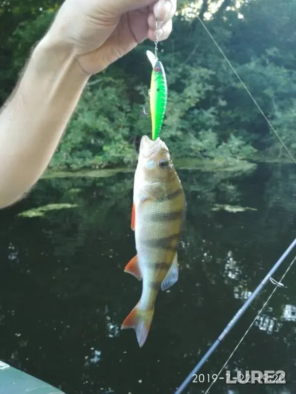 Perch — Saratovskaya oblast, Aug 07, 2019