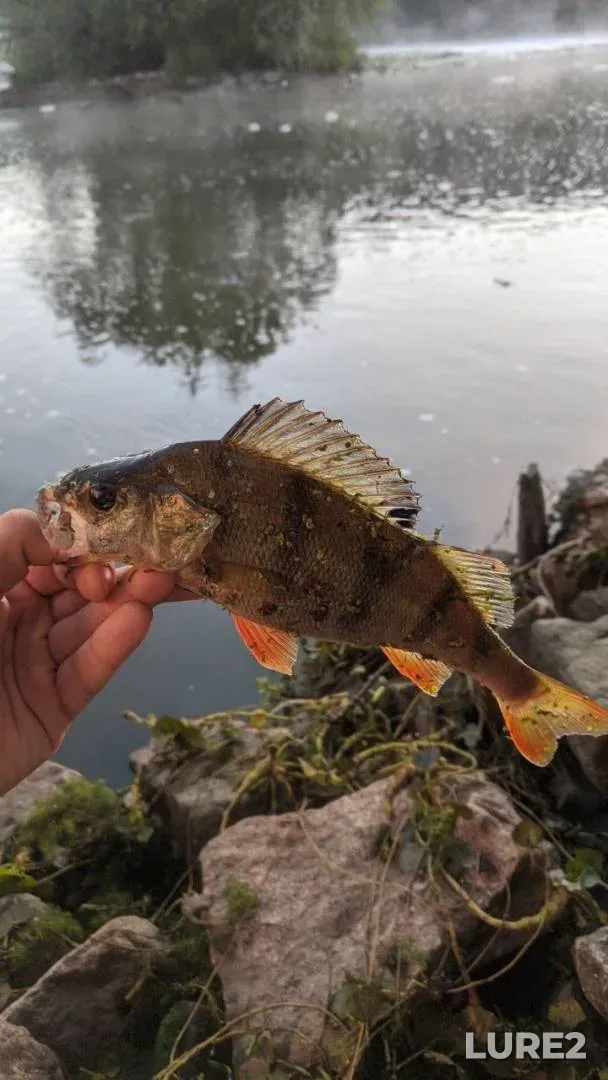 Perch — Yuzhnyy Bug, Aug 13, 2024, 8:00 AM