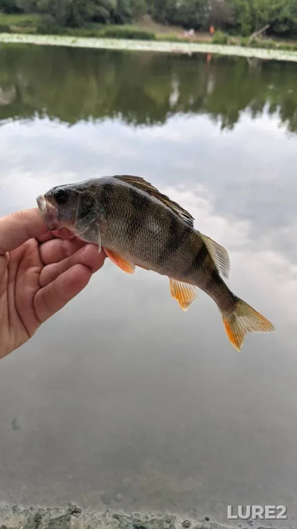 Pike — Usveyka, Nov 14, 2018