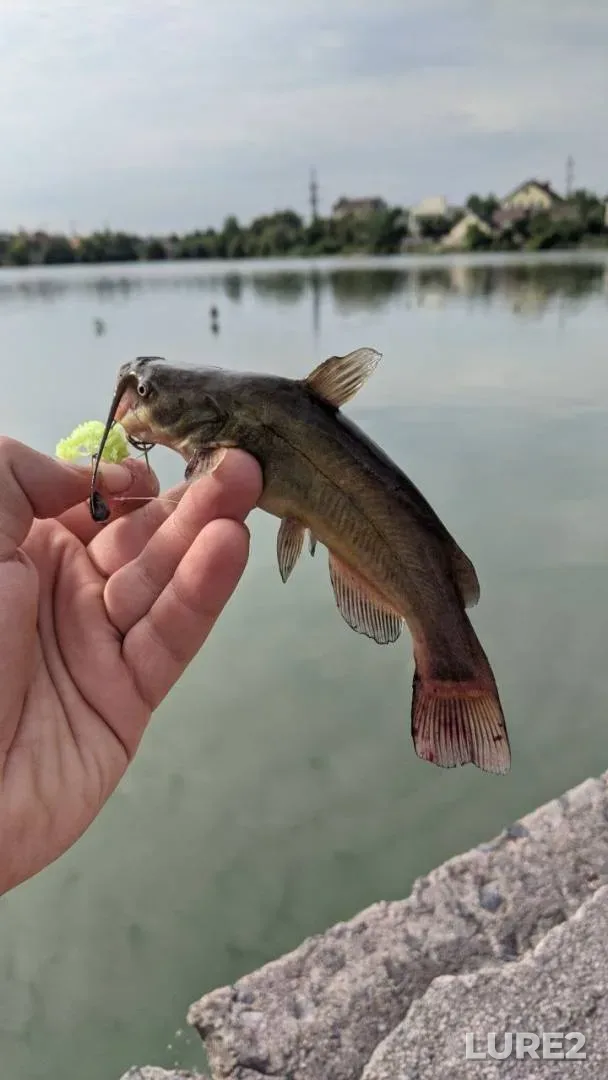 Pike — Usveyka, Nov 14, 2018