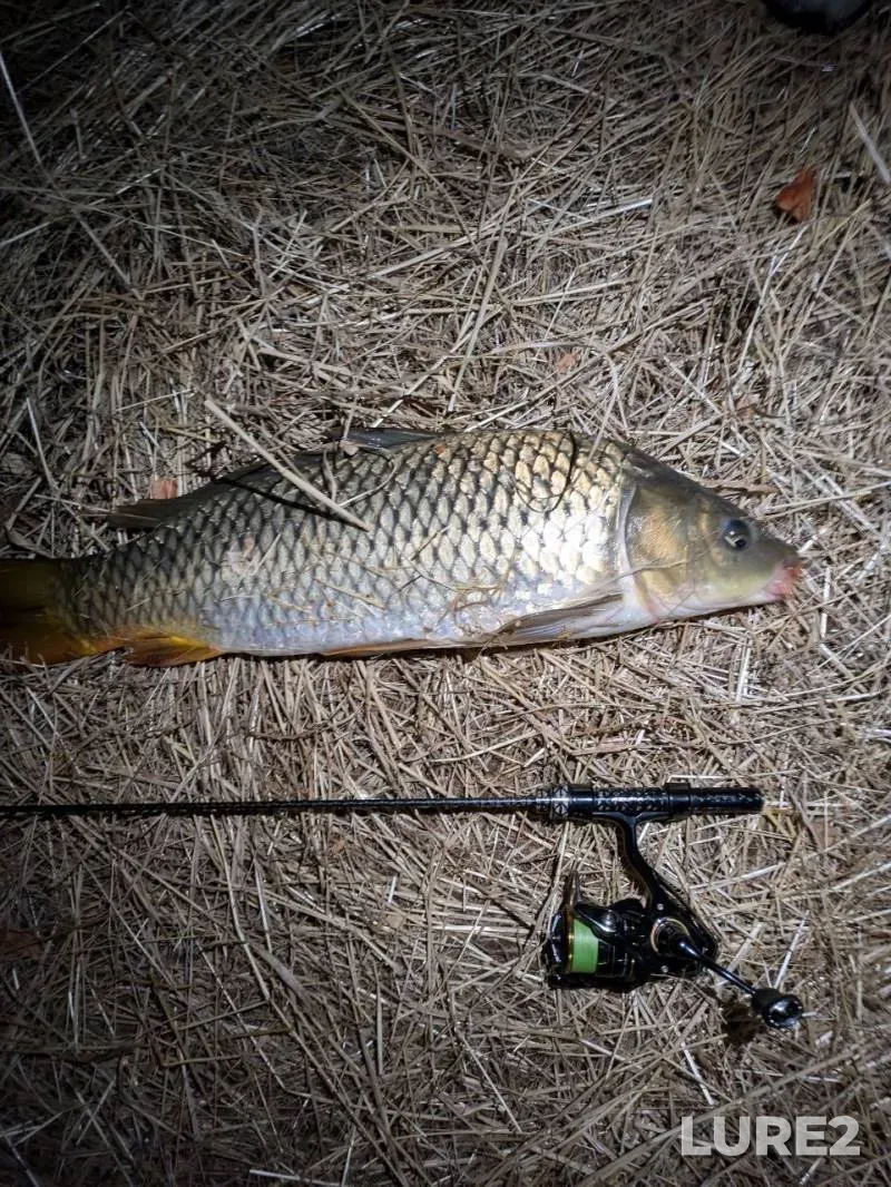 Carp, Crucian carp — Lukomka, Jul 29, 2020