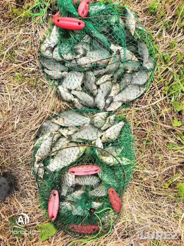 Crucian carp — Saratovskaya oblast, Apr 27, 2019