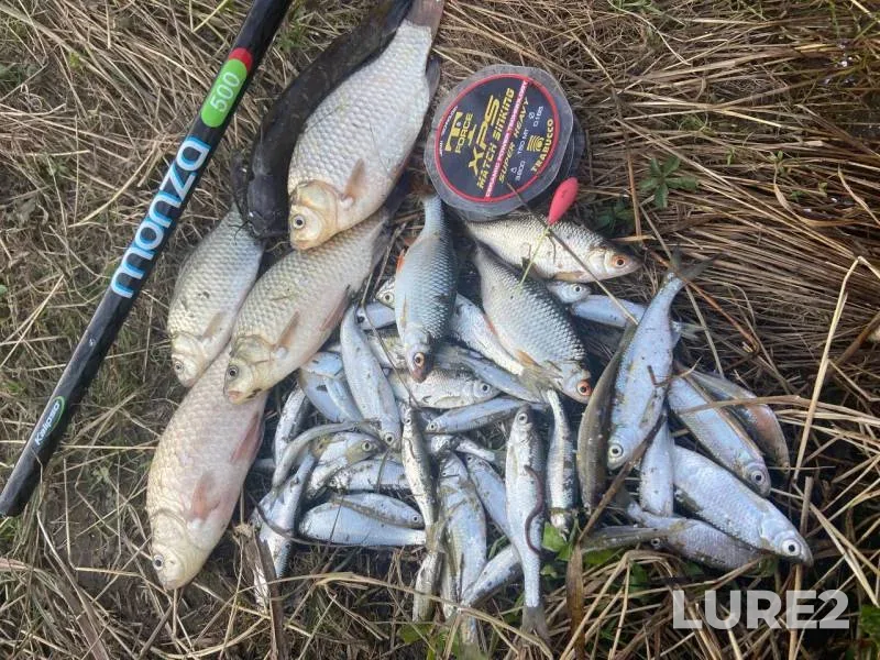 Bleak, Crucian carp — Donetska oblast, Aug 17, 2025, 5:22 PM