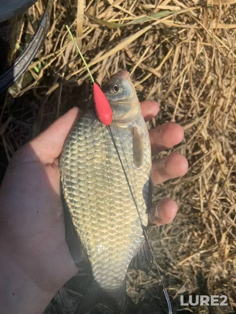 Crucian carp — Donetska oblast, Aug 17, 2025, 5:40 PM