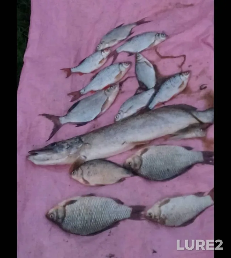 Crucian carp, Pike — Severskiy Donets, Jun 28, 2025, 4:41 PM