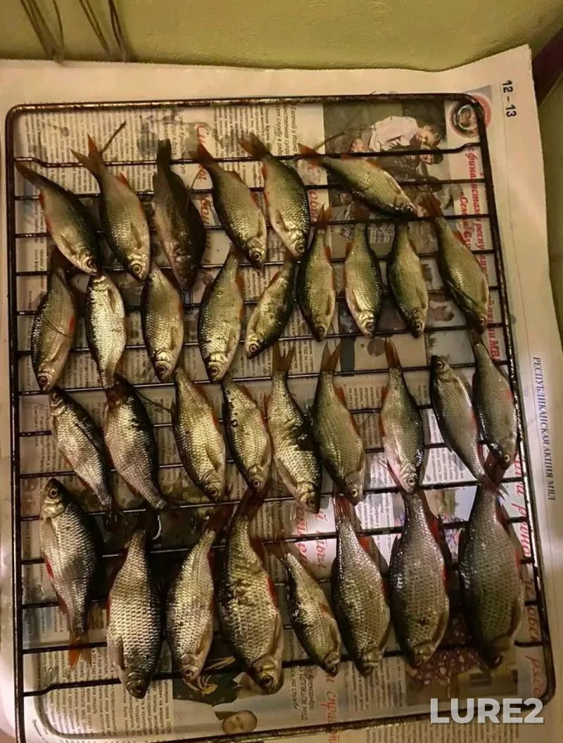 Roach, Rudd — Severskiy Donets, Sep 06, 2025, 3:43 PM