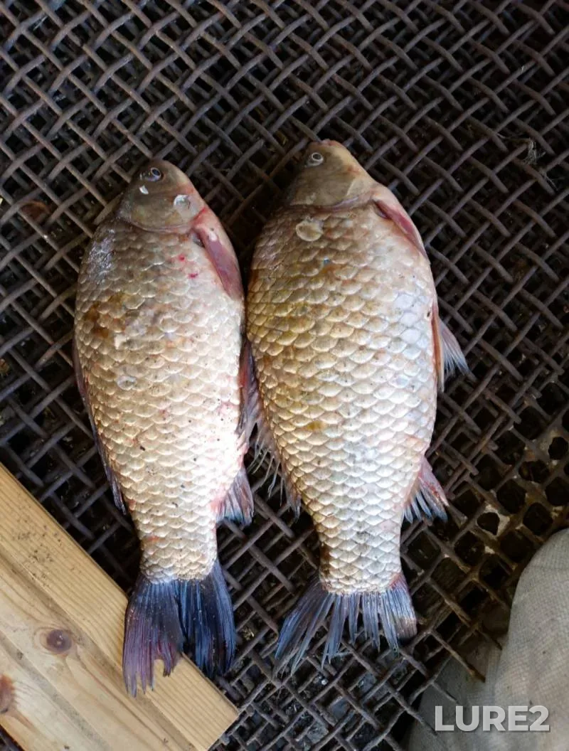 Crucian carp — Donetska oblast, Sep 18, 2025, 5:45 PM