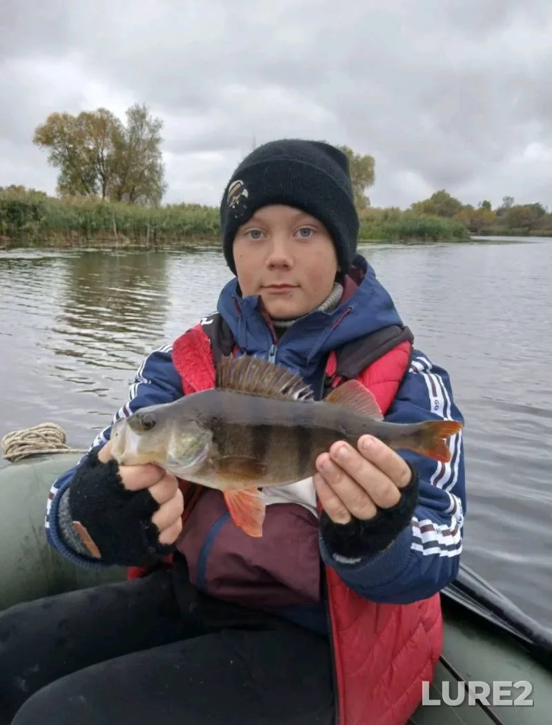 Crucian carp, Roach — Brestskaya oblast, Stolinskiy rayon, May 26, 2020