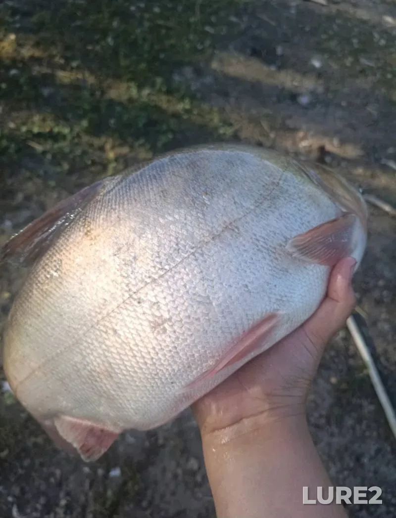Bream — Severskiy Donets, Sep 04, 2025, 8:49 AM