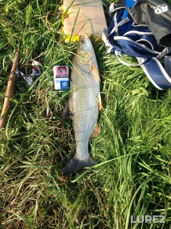 Asp, Chub — Moskovskaya oblast, Aug 20, 2018