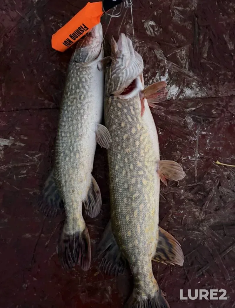 Pike — Kazyonnyy Torets, Nov 22, 2025, 5:20 PM