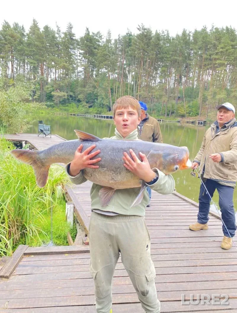 Silver carp — Kiїvska oblast, Oct 25, 2025, 3:54 PM