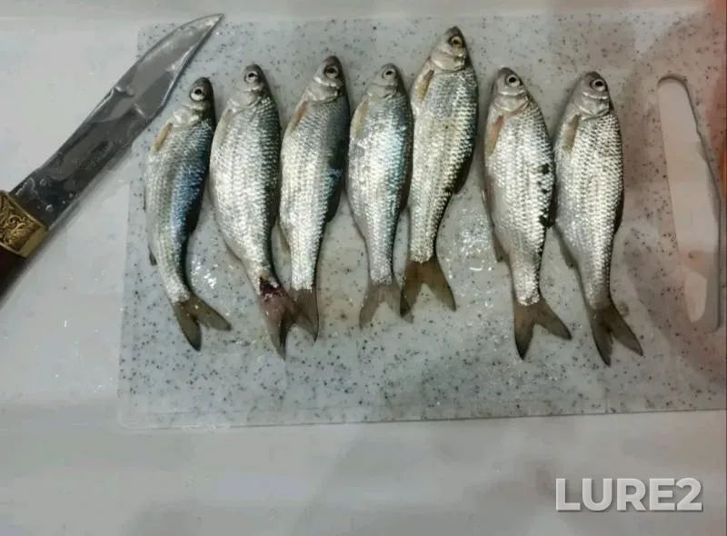 Carp — Korgovitsa, Apr 27, 2020