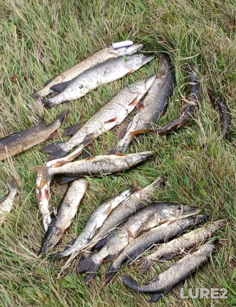 Carp — Korgovitsa, Jul 04, 2020