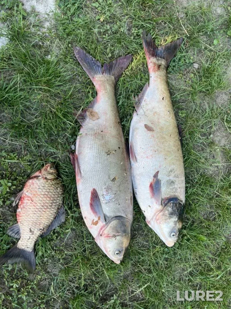 Roach, White bream — Lan, Jan 25, 2023