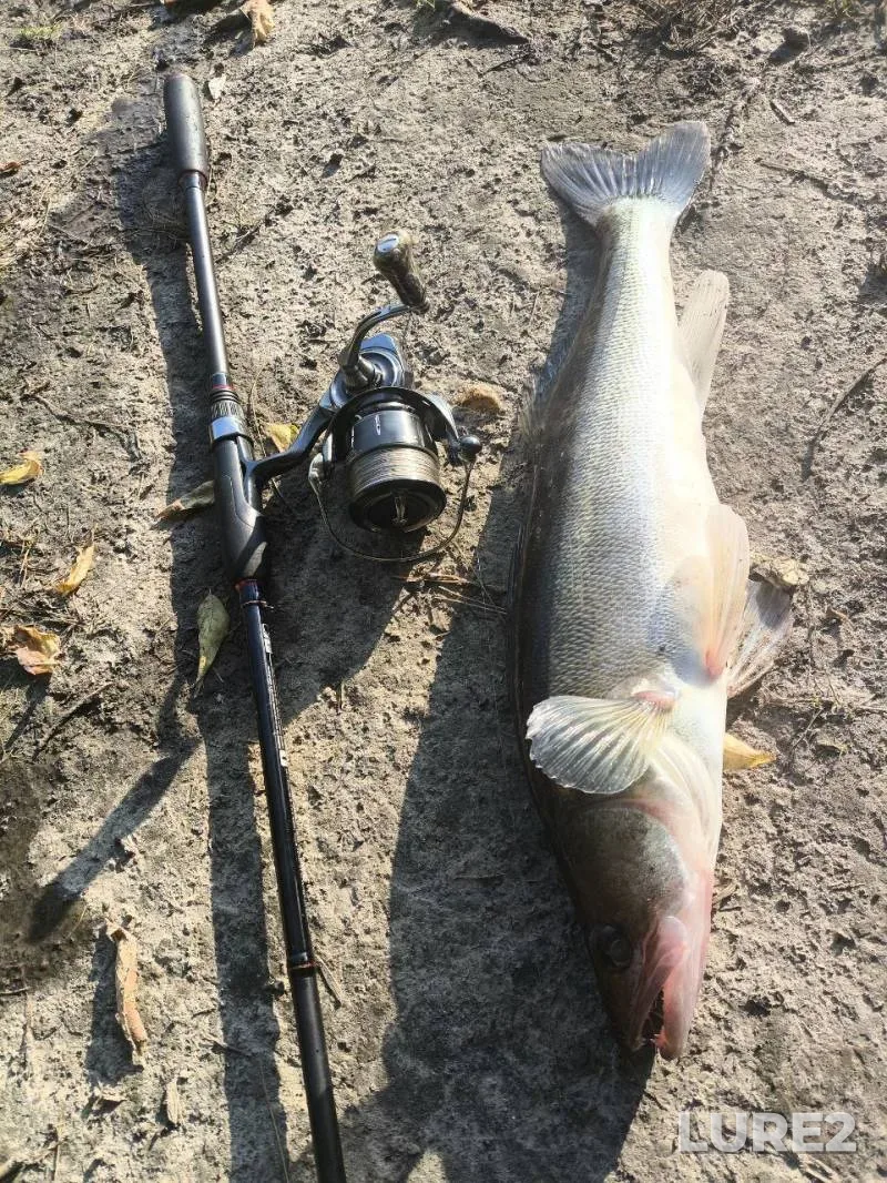 Crucian carp — Lan, May 08, 2023