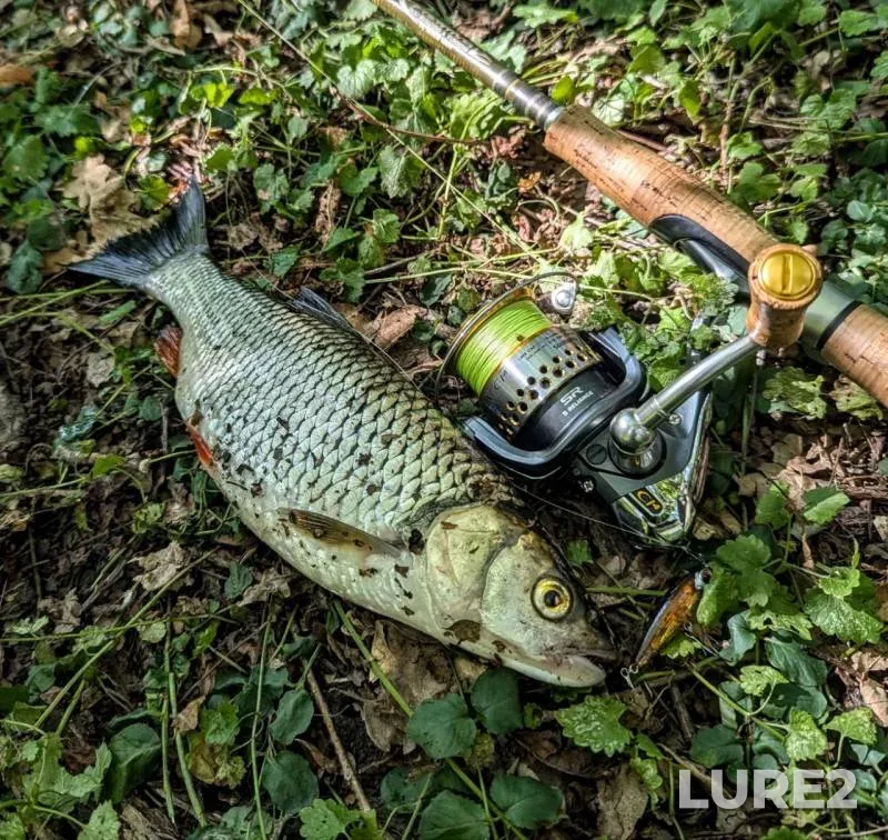 Crucian carp, Tench — Lan, May 12, 2023