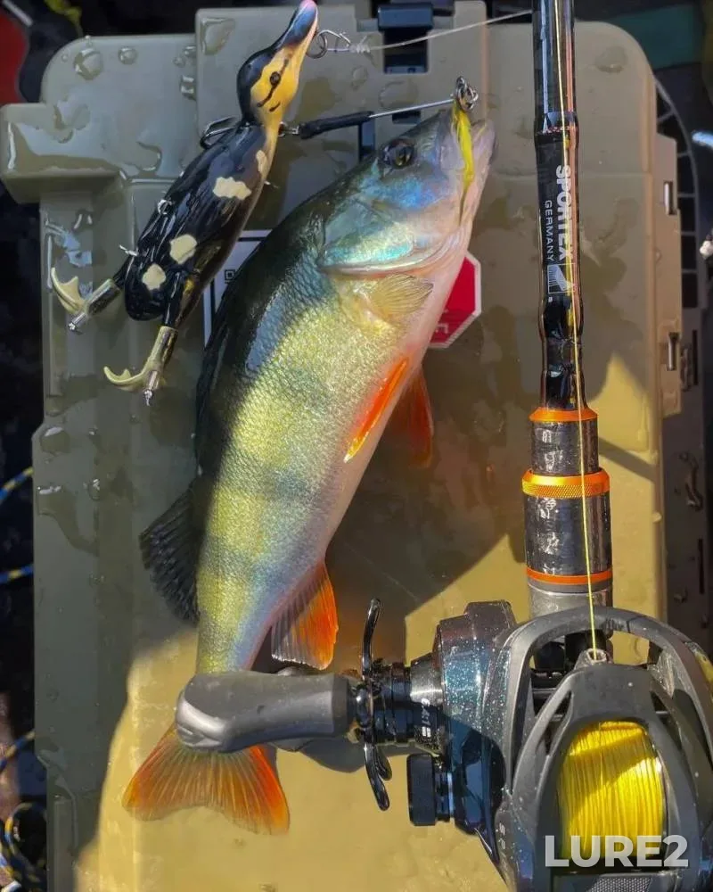 Carp, Crucian carp — Vydrenka, Aug 25, 2024